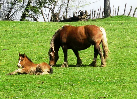 Stute mit ihrem Fohlen